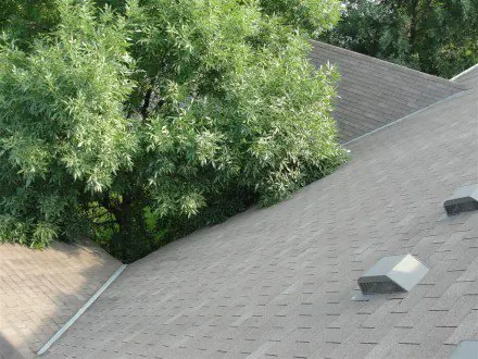 Roof: tree limbs rubbing the covering